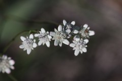 Alepidea capensis