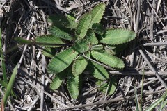 Alepidea capensis