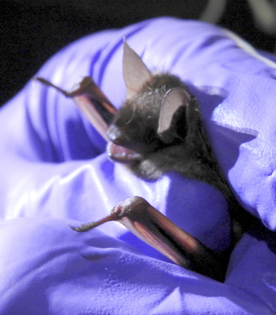 Tricolored Bat in March 2020 by CJ Campbell. Florida bat working group ...