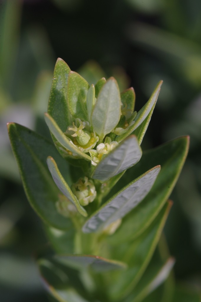 Clutia heterophylla