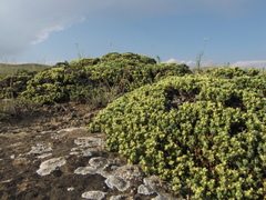 Nanophyton grubovii
