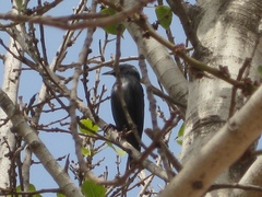 Sturnus unicolor
