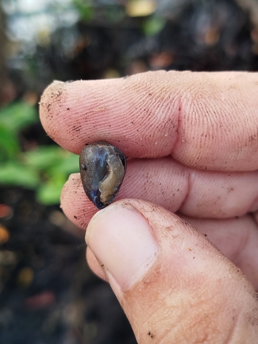 Melampus coffea