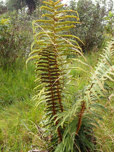 Wallich's wood fern (Dryopteris wallichiana)