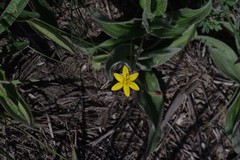 Hypoxis stellipilis