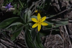 Hypoxis stellipilis
