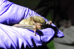 Myotis austroriparius