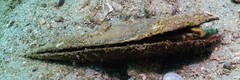 Petroscirtes breviceps