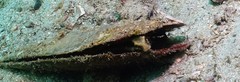 Petroscirtes breviceps