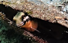 Petroscirtes breviceps
