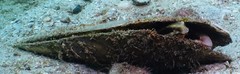 Petroscirtes breviceps