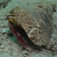 Petroscirtes breviceps