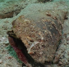 Petroscirtes breviceps