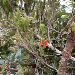 Rhododendron ericoides