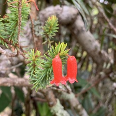 Rhododendron ericoides