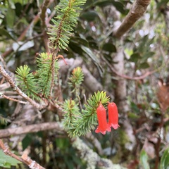 Rhododendron ericoides
