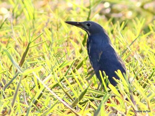 iNaturalist image