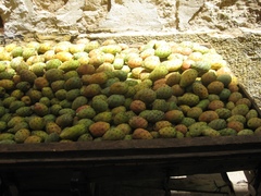 Opuntia ficus-indica