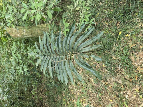Grass Cycad (Stangeria eriopus)