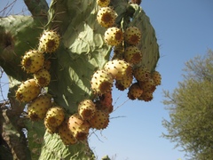 Opuntia ficus-indica