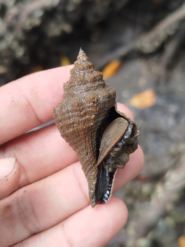 Pugilina tupiniquim