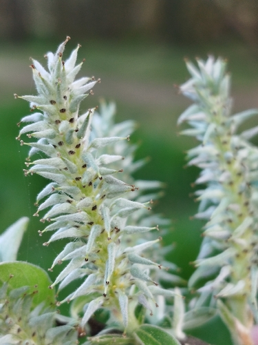 Salix atrocinerea, photograph 2