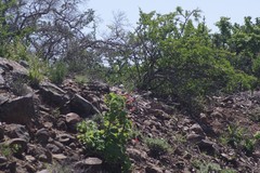 Pelargonium inquinans