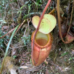 Nepenthes villosa