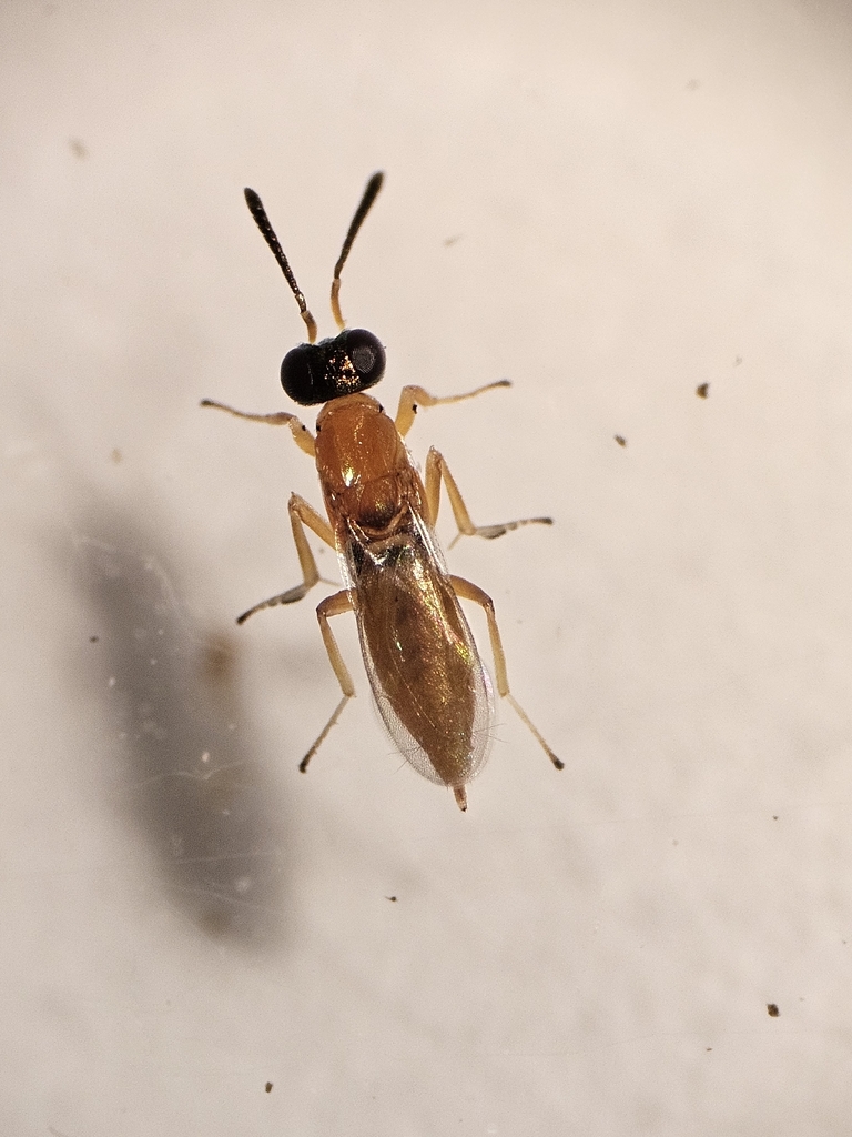 Brasema speciosum