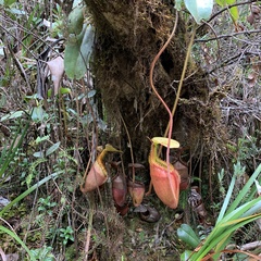 Nepenthes villosa
