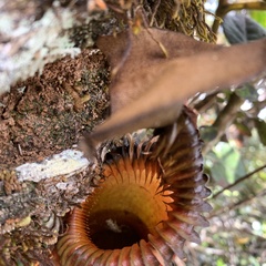 Nepenthes villosa