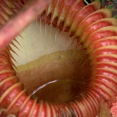 Nepenthes villosa