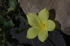Hibiscus aridus