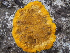 Variospora aurantia