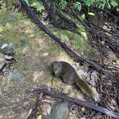 Sundasciurus everetti