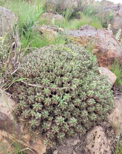 Euphorbia pulvinata, photograph 2