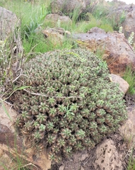 Euphorbia pulvinata, photograph (c) Dylan Leonard, some rights reserved (CC BY-SA)