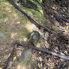 Sundasciurus everetti