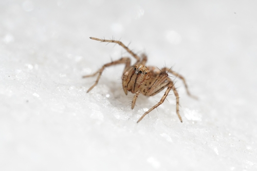 Oxyopes aglossus photo 3