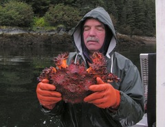 Echidnocerus cibarius