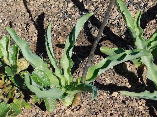 Satin Squill (Drimia elata)