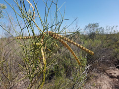 Prosopidastrum globosum