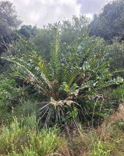 Maputaland Cycad (Encephalartos ferox)