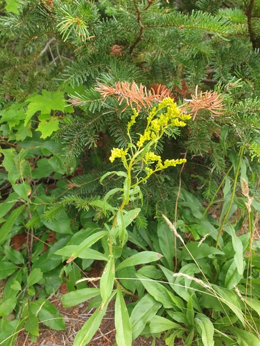 Early Goldenrod (Solidago juncea)