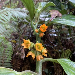 Pentaphragma aurantiacum