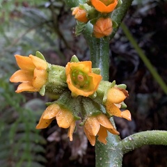 Pentaphragma aurantiacum