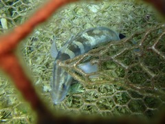 Nassau Grouper