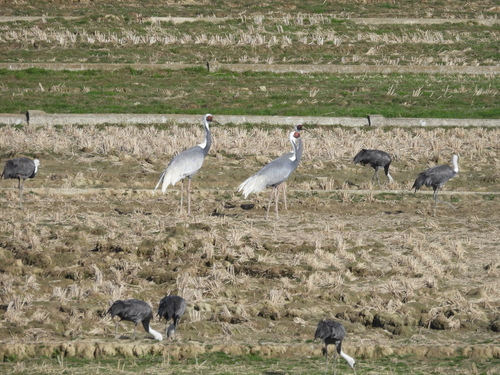 White-naped Crane