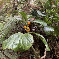 Pentaphragma aurantiacum