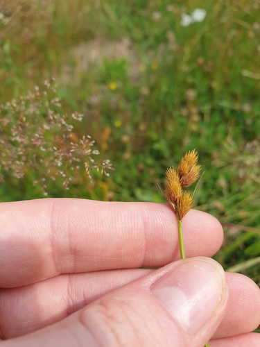 Crawford's sedge (Carex crawfordii)